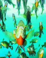 Load image into Gallery viewer, Wish I was Here: Book