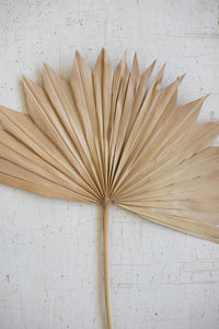 Large Natural Sun Palm Spear