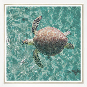 Green Sea Turtle