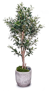 5'  Olive Tree in Cement Pot