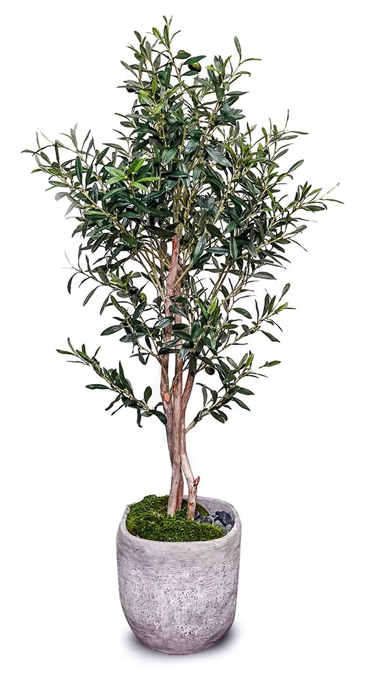 artificial olive plant in pot 5' Olive Tree in Cement Pot – Cottage Furnishings