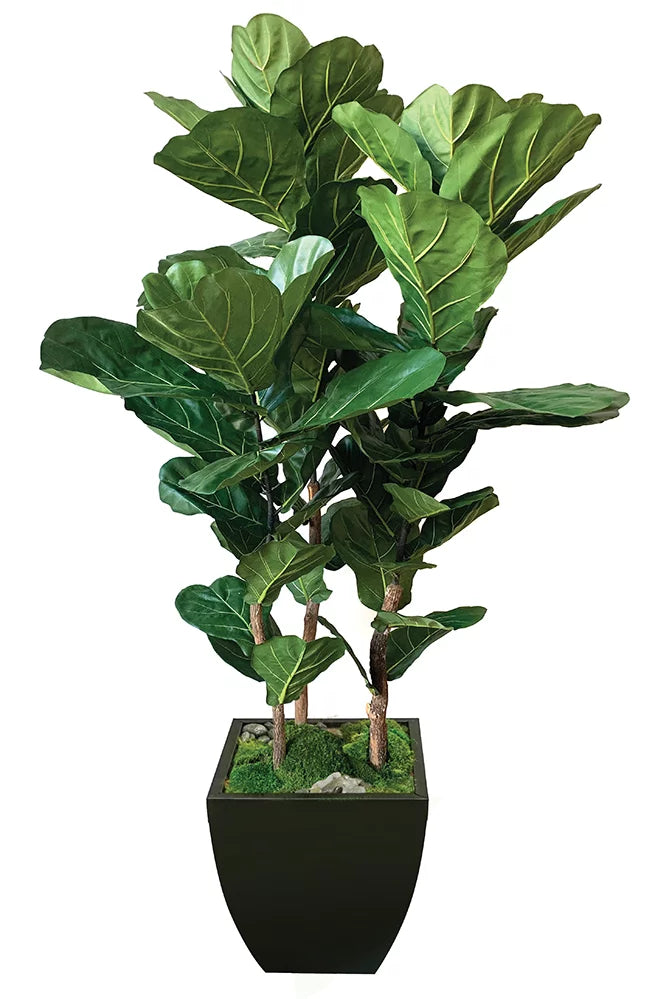 brazilian fiddle leaf fig tree 7' Brazilian Fig in Zinc – Cottage Furnishings