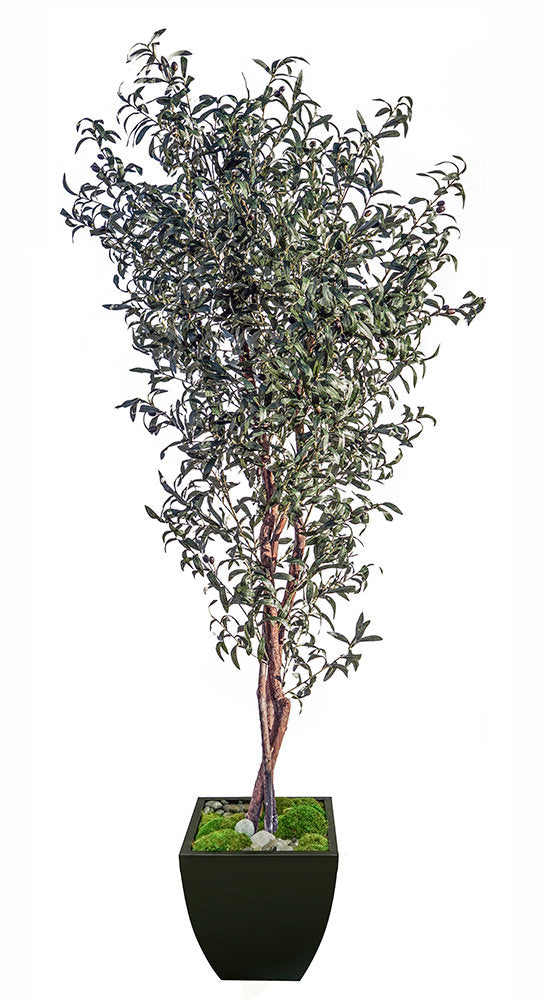 7' Mediterranean Olive Tree in Zinc